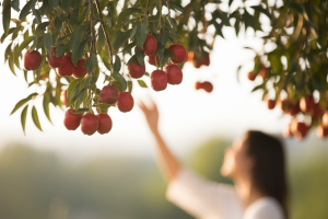Bienfaits du Jujube : Sommeil, Neuroprotection et Prévention du Déclin Cognitif