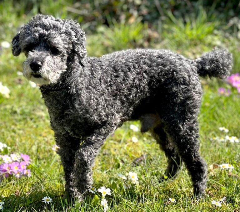 doudou chien câlin caresse