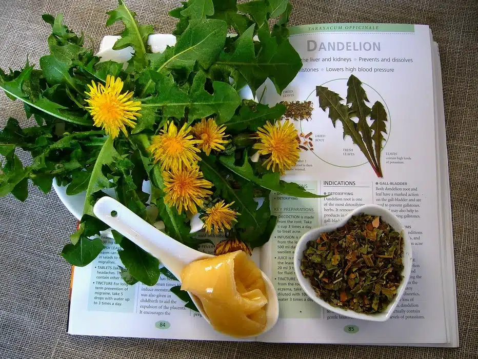 pissenlits tisane le bienfait des plantes